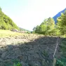 I danni causati dal transito di cinghiali