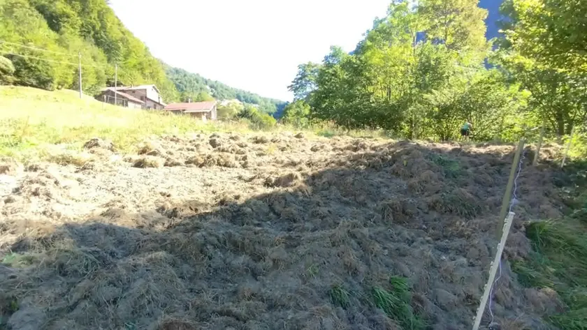I danni causati dal transito di cinghiali