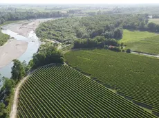 I filari di prosecco in pianura