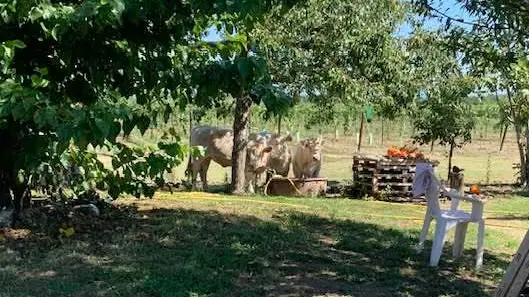 Alcuni tori avvistati a Rivignano Teor