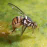 Mosca orientale della frutta, primo focolaio in Veneto