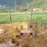 Alcuni capi predati nell’allevamento di Agana