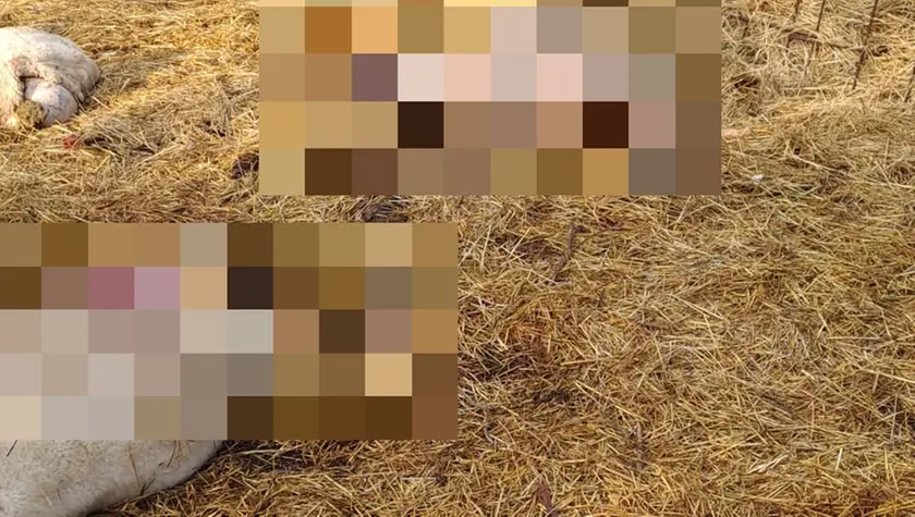 Alcuni capi predati nell’allevamento di Agana