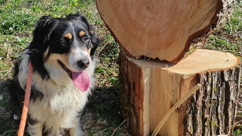Super, il cane sbranato dai lupi