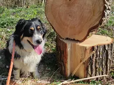 Super, il cane sbranato dai lupi