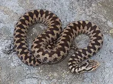 Una donna è stata morsa da una vipera sul Nevegal