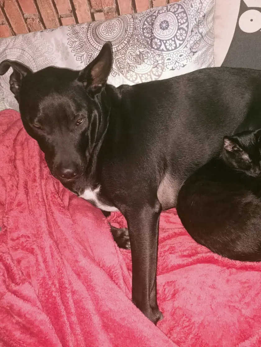 Pepe, il cane attaccato dai lupi