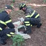 Il salvataggio del capriolo albino