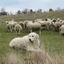 Un pastore maremmano a guardia del suo gregge
