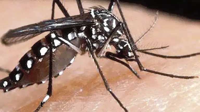 Un eemplare di zanzara tigre. L'epidemia di Chikungunya che ha colpito questa estate la provincia di Ravenna e' finita da tempo grazie agli interventi messi in atto dalla sanita' pubblica regionale e nazionale; tuttavia trova ancora spazio sui media internazionali, dove viene considerato un 'campanello d'allarme' per l'Europa. ARCHIVIO - ANSA/BGG