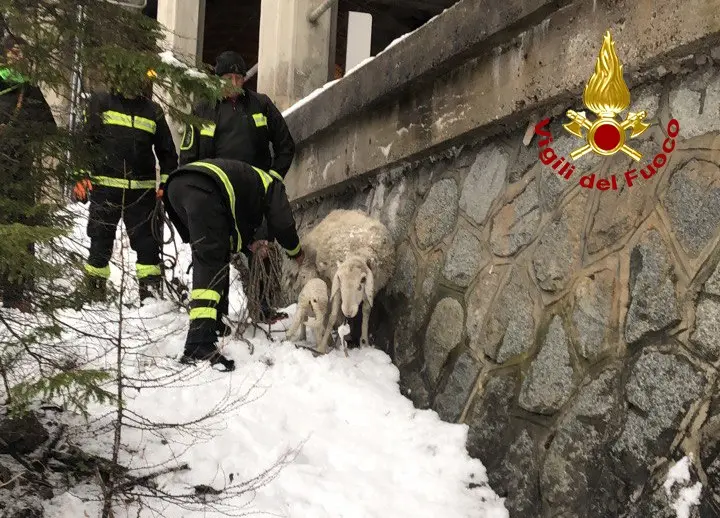 I pompieri di Santo Stefano di Cadore con la pecora e l'agnellino messi in salvo (Foto vigili del fuoco)