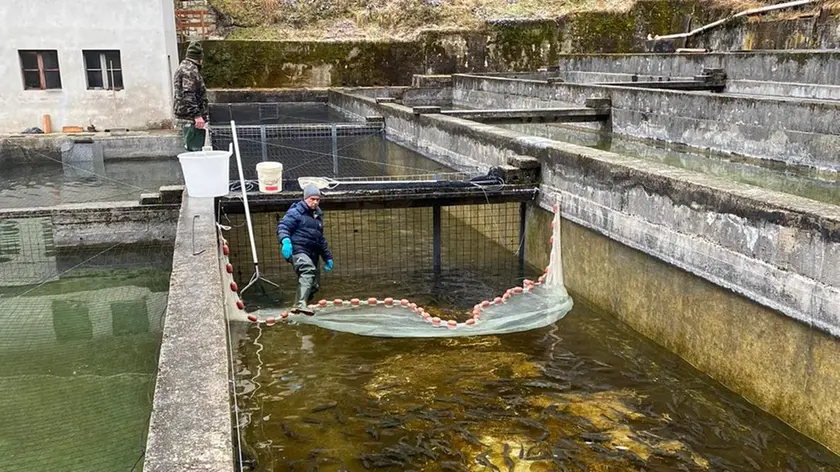 Le operazioni di spremitura delle trote marmorate effettuate nell’impianto ittiogenico di Sottocastello a Pieve di Cadore