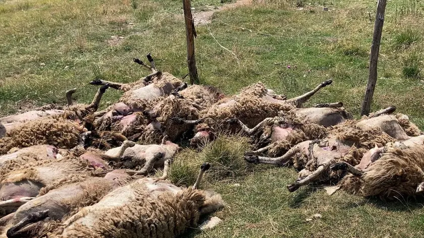 Un gruppo di pecore uccise dai lupi negli assalti delle scorse notti in Alpago