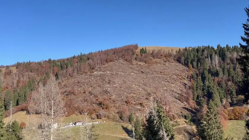 Il bosco preda del Bostrico