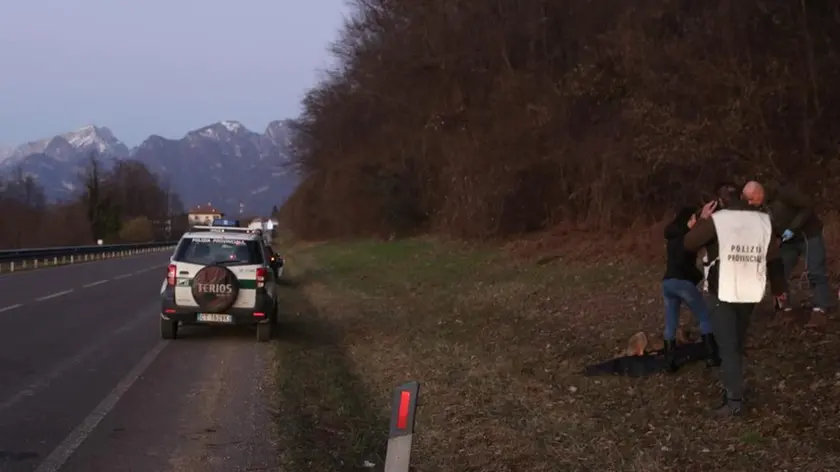 I soccorsi alla giovane lupa investita sulla Sp1 a Belluno sabato pomeriggio