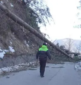 Alberi sradicati dal vento a Calalzo sulle strade per Rizzios e Praciadelan causa forte vento