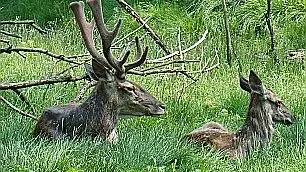 Giorgio Zampieri guida naturalistica sulla piana del Cansiglio