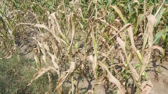 La Coldiretti stima che in Veneto buona parte del raccolto di mais abbia già subito danni a causa del grande caldo e della siccità dei terreni. In alcuni appezzamenti, come nella zona di Tribano (Padova), la perdita di raccolto arriva al'80%. La penuria d'acqua - spiega la confederazione agricola - si fa sentire soprattutto nella bassa Padovana, nell'area dell'alto veneziano e nel Polesine, dove da settimane non si registrano precisazioni apprezzabili e la richiesta d'acqua per l'irrigazione è superiore alla disponibilità. Secondo Coldiretti sii tratta del risultato della scarsità delle scorte accumulate nello scorso inverno e primavera quando le precipitazioni non sono riuscite a colmare i bacini di montagna. Oggi nel padovano, in località Sant'Elena, è bruciata un'intera coltivazione di granoturco, e per sedare le fiamme sono intervenuti i vigili del fuoco. ..ANSA/UFFICIO STAMPA COLDIRETTI..+++EDITORIAL USE ONLY - NO SALES+++