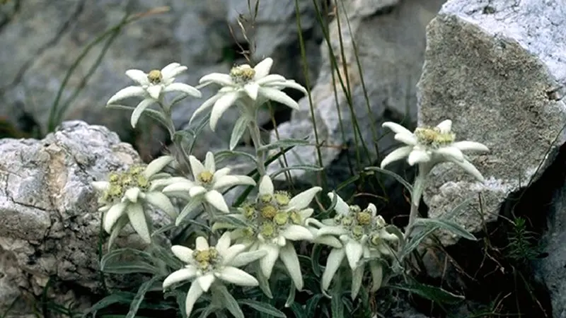 Legambiente premia il Parco delle Dolomiti bellunesi