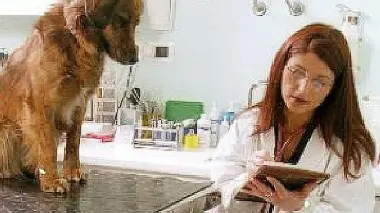Riprendono le vaccinazioni contro la rabbia silvestre nel territorio dell’Usl 2. Il costo per ciascun animale è di 10 euro