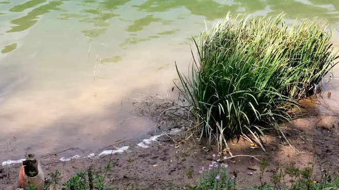 Detriti e rifiuti vicino alla riva del lago e vicino all'area relax. Macchia di inquinamento nel Lago del Centro Cadore, nella zona relax vicino al ponticello sotto Domegge di Cadore.