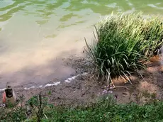 Detriti e rifiuti vicino alla riva del lago e vicino all'area relax. Macchia di inquinamento nel Lago del Centro Cadore, nella zona relax vicino al ponticello sotto Domegge di Cadore.