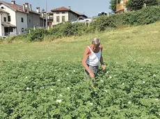 Orti comunali a Feltre