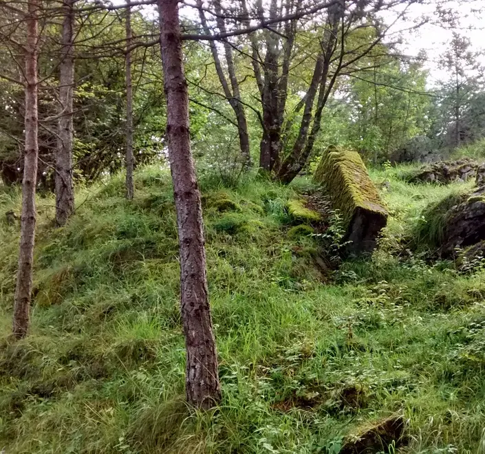 Il bosco vecchio con i resti della strada della Sade