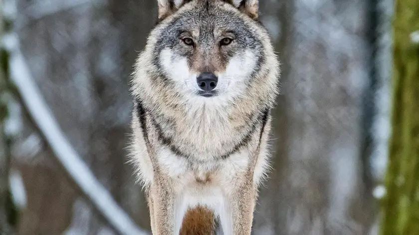 Wolf (Canis lupus) in the Show Reserve in Bia=owie????a, Eastern Poland, 5 January 2019. ANSA/Wojciech Pacewicz POLAND OUT