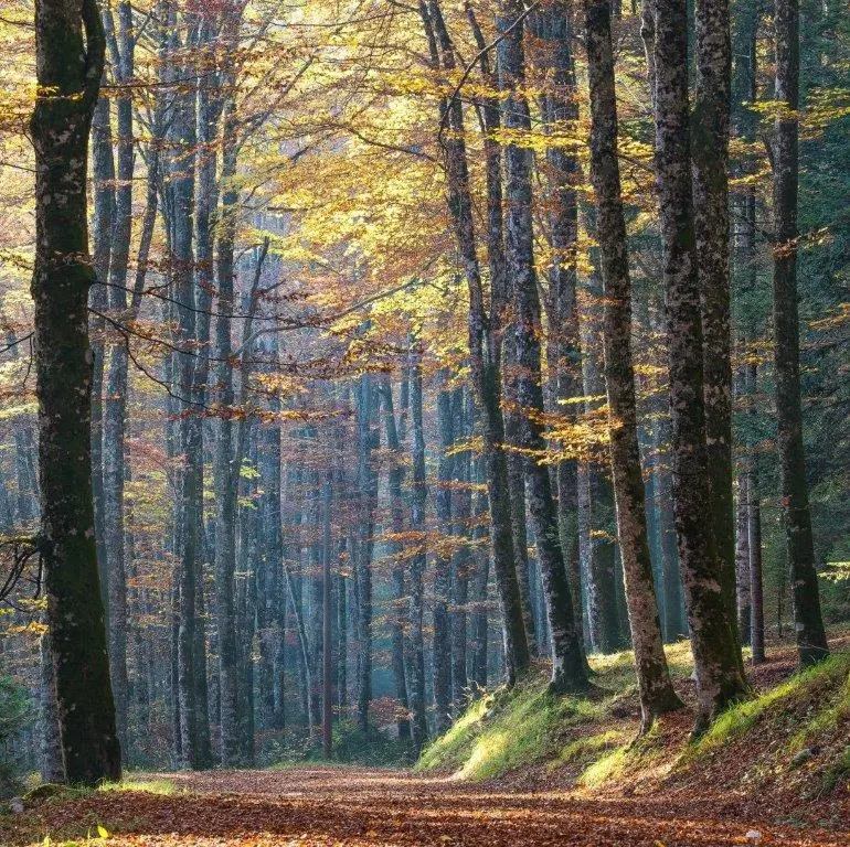 La magia senza tempo dell’autunno in Cansiglio, foto di Tita Fain
