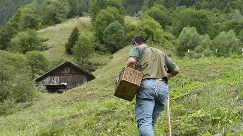 Alla ricerca di funghi in montagna