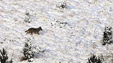 - Alcune immagini di Slavko, il lupo arrivato fino a Sesto A sinistra sta attraversando un prato innevato, qui sopra si riposa nel bosco. Nella mappa qui a destra, il ®viaggio¯ che l'ha portato dalla Slovenia fino in Alto Adige