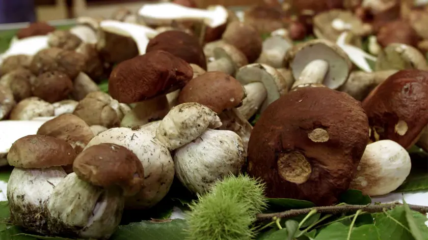 Un cesto di funghi porcini appena raccolti. Questa estate verra' tra l'altro ricordata per le tante, troppe persone che sono morte cadendo in dirupi o in scarpate mentre facevano una passeggiata in localita' di montagna in cerca di funghi. L'ultimo, in ordine di tempo, e' un uomo che ha perso la vita questa mattina, intorno alle 7, nei boschi della Val Bomino, nel territorio comunale di Gerola Alta (Sondrio), dove soltanto due giorni fa era morta un'altra cercatrice di funghi. LUCA ZENNARO / ANSA