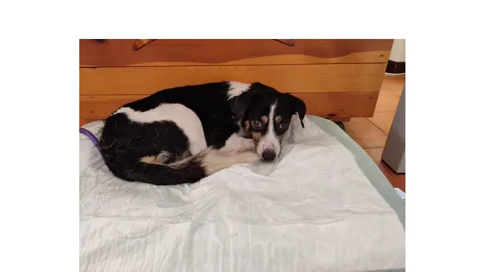 Il cane di taglia media che sta vagando da giorni nel comune di Belluno