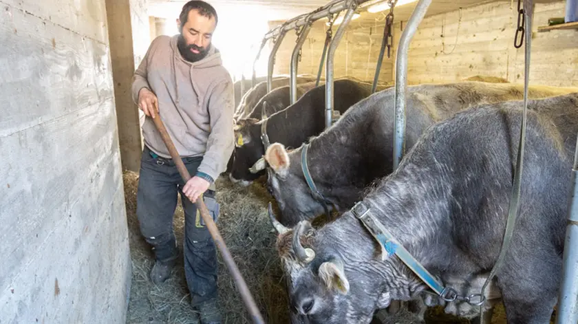 Azienda Agricola Da Forno e Agriturismo La Pausa a Pozzale di Pieve di Cadore