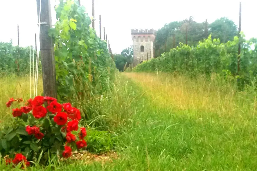 I vigneti a Casteldardo, Trichiana