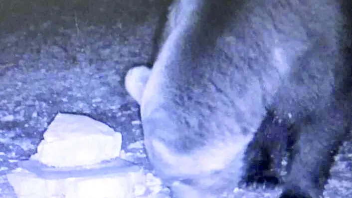 La fototrappola che ha catturato l’immagine dell’orso