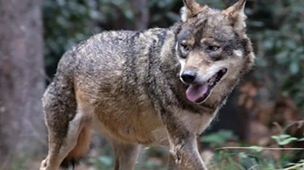 Un lupo in un'immagine d'archivio. ANSA Lesemplare, rinvenuto agonizzante per avvelenamento, ?? stato salvato dalla Forestale e dal personale veterinario Perugia, 7 marzo 2013 - Torna in libert?? il giovane lupo che rischiava di morire avvelenato, in Umbria, se non fosse stato per il tempestivo intervento del Corpo forestale e del servizio veterinario, allertati dalla segnalazione di un privato cittadino. Ezechiele Jr, questo il soprannome dellesemplare maschio di circa due anni, lo scorso sabato si aggirava agonizzante in localit?? San Giovanni di Boschetto, una zona montana del comune di Nocera Umbra (PG), quando ?? stato avvistato dalluomo che ha lanciato lallarme. Sul posto sono accorsi un medico veterinario e i Forestali del Comando Stazione di Nocera Umbra e al lupo ?? stata somministrata una dose di antidoto e una di anestetico cos?? da permetterne la cattura. Una volta prelevato e trasportato dai Forestali presso lo studio del veterinario, ?? stato sottoposto ad alimentazione tramite fleboclisi e alle cure adeguate. Le cronache degli ultimi giorni riportano in drammatica evidenza il grave fenomeno dellabbandono di esche e bocconi avvelenati in varie zone della regione. Basti pensare ai due lupi trovati morti a distanza di pochi giorni luno dallaltro allinterno del Parco dei Monti Sibillini. ?? emergenza, quindi, per questa specie, protetta ma minacciata dalle insidie della pressione antropica e del bracconaggio. Dai primi controlli ?? emerso che lesca avvelenata ingerita dal mammifero fosse costituita da sostanze diserbanti. La Forestale ha avviato ampie indagini mirate ad individuare i responsabili della vicenda. Nel frattempo lupo Ezechiele ha ripreso a correre riconoscente tra i boschi di una delle regioni pi?? verdi dItalia.