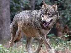 Un lupo in un'immagine d'archivio. ANSA Lesemplare, rinvenuto agonizzante per avvelenamento, ?? stato salvato dalla Forestale e dal personale veterinario Perugia, 7 marzo 2013 - Torna in libert?? il giovane lupo che rischiava di morire avvelenato, in Umbria, se non fosse stato per il tempestivo intervento del Corpo forestale e del servizio veterinario, allertati dalla segnalazione di un privato cittadino. Ezechiele Jr, questo il soprannome dellesemplare maschio di circa due anni, lo scorso sabato si aggirava agonizzante in localit?? San Giovanni di Boschetto, una zona montana del comune di Nocera Umbra (PG), quando ?? stato avvistato dalluomo che ha lanciato lallarme. Sul posto sono accorsi un medico veterinario e i Forestali del Comando Stazione di Nocera Umbra e al lupo ?? stata somministrata una dose di antidoto e una di anestetico cos?? da permetterne la cattura. Una volta prelevato e trasportato dai Forestali presso lo studio del veterinario, ?? stato sottoposto ad alimentazione tramite fleboclisi e alle cure adeguate. Le cronache degli ultimi giorni riportano in drammatica evidenza il grave fenomeno dellabbandono di esche e bocconi avvelenati in varie zone della regione. Basti pensare ai due lupi trovati morti a distanza di pochi giorni luno dallaltro allinterno del Parco dei Monti Sibillini. ?? emergenza, quindi, per questa specie, protetta ma minacciata dalle insidie della pressione antropica e del bracconaggio. Dai primi controlli ?? emerso che lesca avvelenata ingerita dal mammifero fosse costituita da sostanze diserbanti. La Forestale ha avviato ampie indagini mirate ad individuare i responsabili della vicenda. Nel frattempo lupo Ezechiele ha ripreso a correre riconoscente tra i boschi di una delle regioni pi?? verdi dItalia.