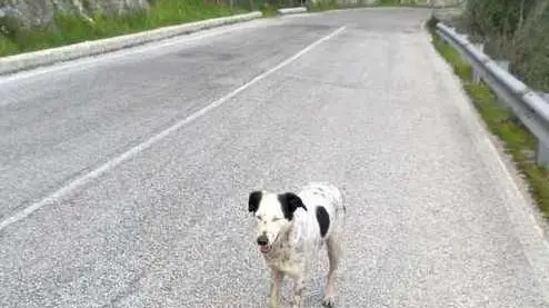 WCENTER 0FROACBEPZ - Animali cane, Frosinone - Stefano De Angelis -