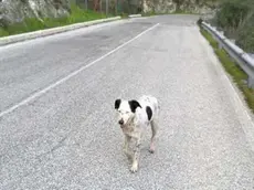 WCENTER 0FROACBEPZ - Animali cane, Frosinone - Stefano De Angelis -