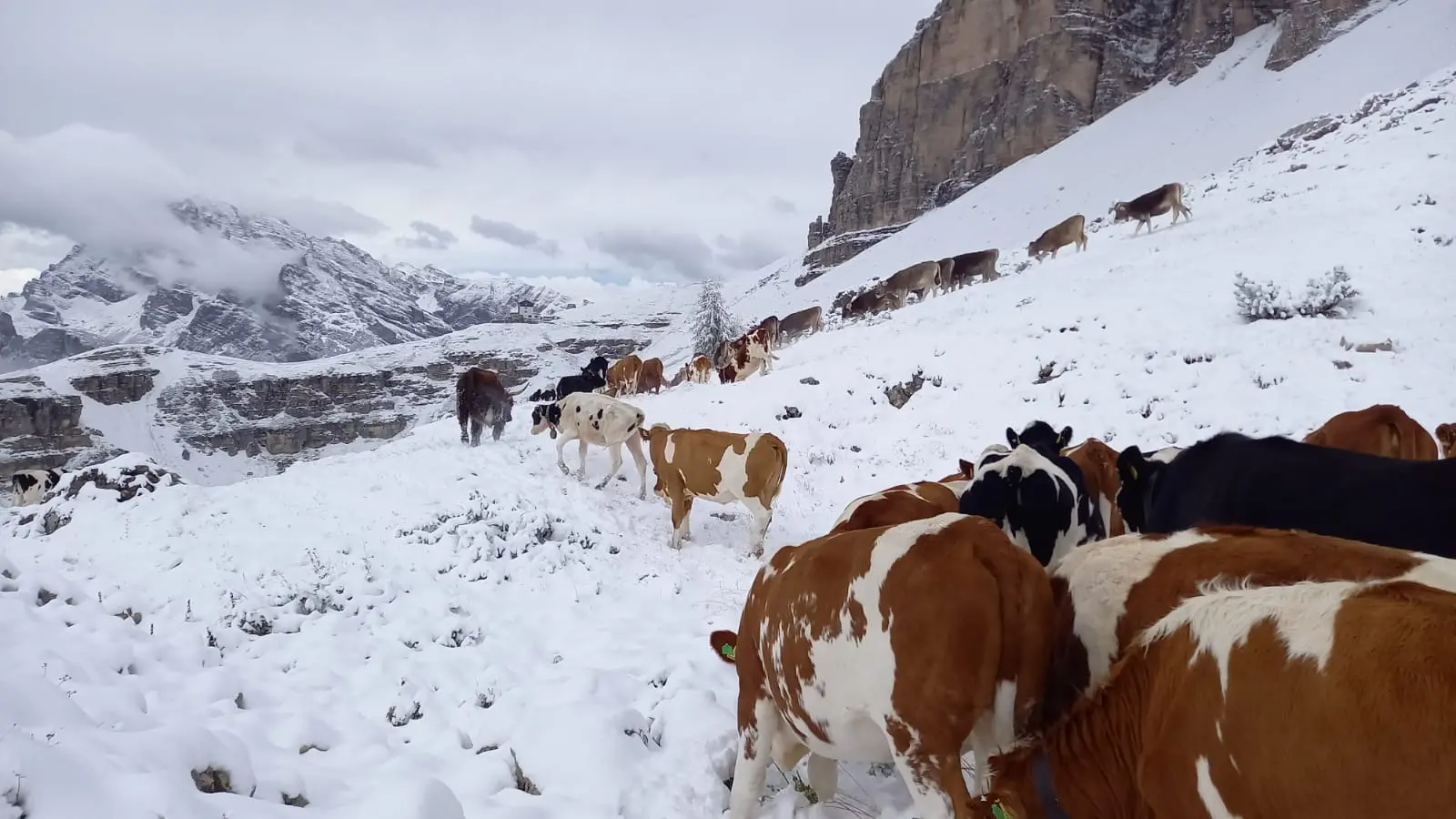 Crollo delle temperature e cime imbiancate nella notte tra venerdì e sabato 17 settembre. Le immagini dai rifugi, dal Sellaronda bike day, dal Cai e dagli appassionati