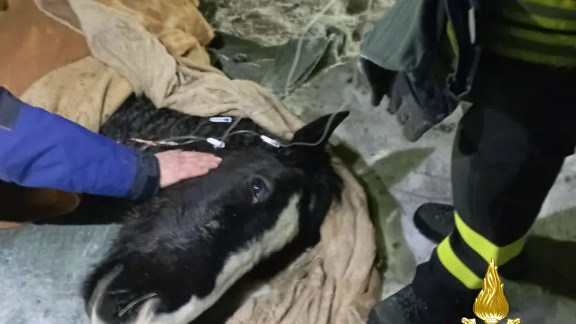 Il cavallo tratto in salvo dai vigili del fuoco dalle gelide acque del torrente Liera