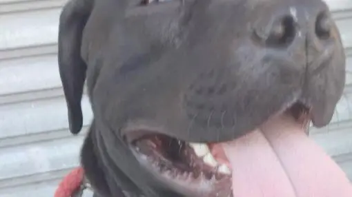 Il pitbull Kaos ucciso ad Agordo