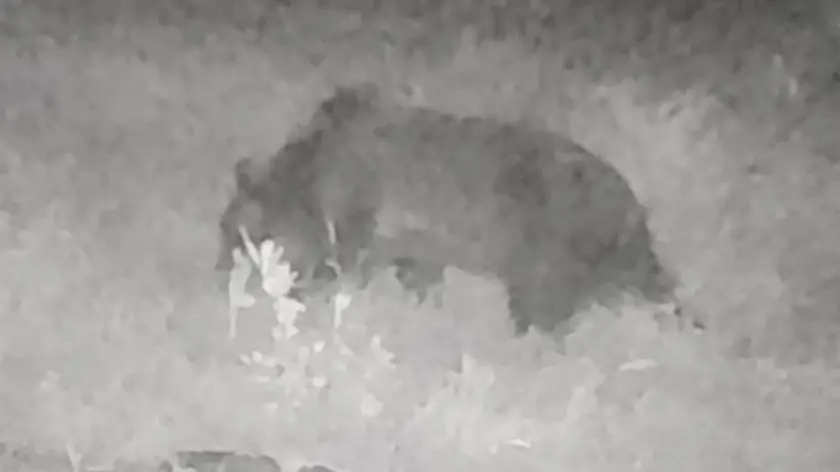 L'immagine dell'orso fotografato a Guizza di Seren del Grappa