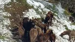 Alcuni degli asini caduti nel dirupo in Val Visdende