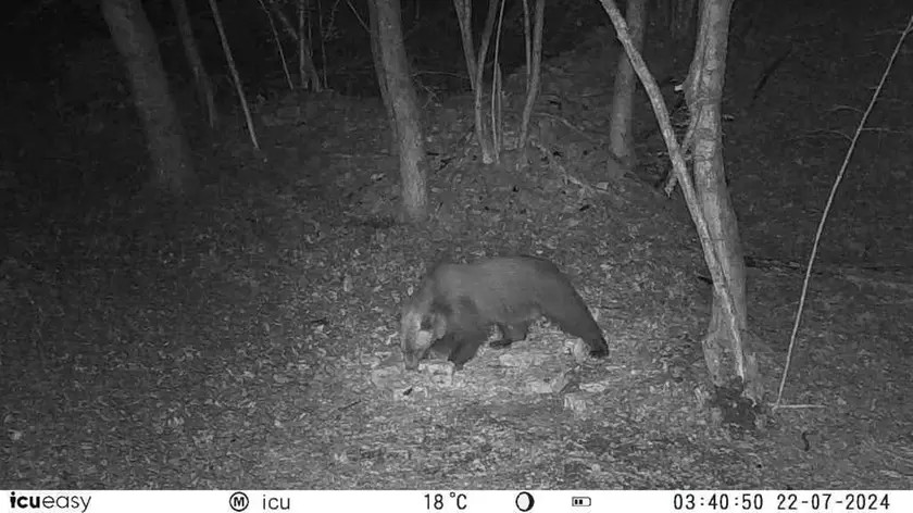 L'orso inquadrato sul Monte Roncon da una fototrappola