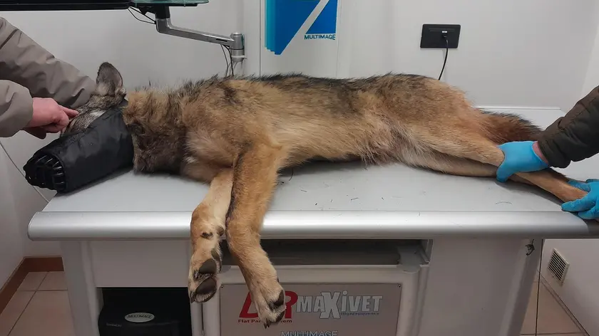 La lupa travolta a Levego durante le prime cure nell'ambulatorio di via Feltre
