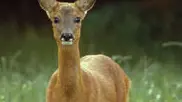 Capreolus capreolus ..Roe deer ..Female ..Biebrza Marshes, Poland ..Project number: 9Z0641