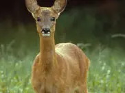 Capreolus capreolus ..Roe deer ..Female ..Biebrza Marshes, Poland ..Project number: 9Z0641